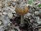 Óriás selyemgomba (Amanita ceciliae), Budai-hegység